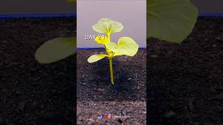 Melon Growing From Seeds 😱  timelapse growingplants lapse growplants lapse shorts greenplant [upl. by Yanffit]