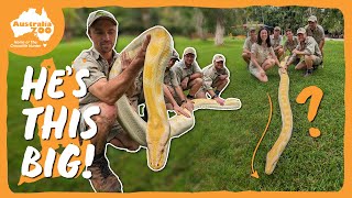 Meet our biggest snake  Australia Zoo Life [upl. by Ohce597]