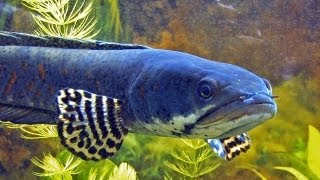 Channa pulchra  the pretty peacock snakehead [upl. by Nnailuj848]