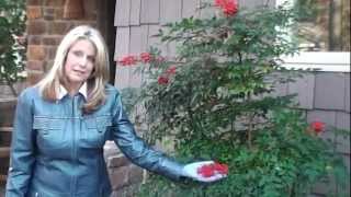 How to Prune Nandina Domestica [upl. by Sile]