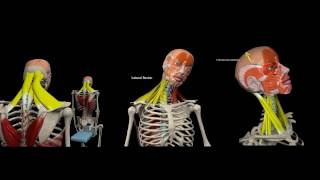 Common Postural Problems  Posture App [upl. by Attekram]