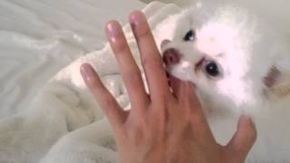 Shiro the Pomeranian Play Biting [upl. by Ellenij]