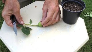 How To Hybridize New Roses with Rose Breeder Guest Brad Jalbert [upl. by Milton]