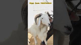 The Garut Amingad Sheep  A1 quality  Tipu Farm Bangalore [upl. by Sibilla]