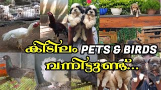 😻Dogs😍Cat🥰Pigeon💥Hen💖Birds❤️Low Rate Pets Sale🤩Kerala pets farm💫parava valarthal😹pets sale❣️ [upl. by Chung]