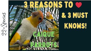 3 ❤️ Love Caiques 3 MUST Knows Before Getting One  parrotbliss caique bird [upl. by Haida263]