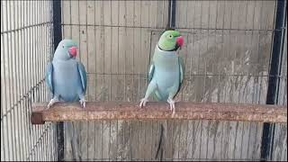 Ring Neck Parakeet shortvideo viral birds pakistan ringneck birdslover parrot [upl. by Arihs]