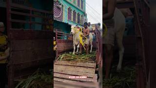 LOADING amp UNLOADING OF HOOR FROM ARKS CATTLE amp DAIRY FARM shortsshortkankarejviralyoutubeshorts [upl. by Ylek279]