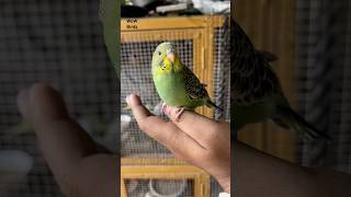 Budgies ❤️ budgies lovebirds budgiesvlog pets birds parakeet parrot petsvlog shorts [upl. by Eilram]