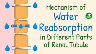 Water Reabsorption in the Renal Tubule  Aquaporin Water Transport Mechanism of Water Reabsorption [upl. by Kuster]