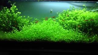 How to grow glossostigma carpet [upl. by Inman]