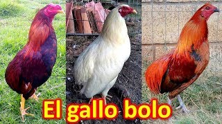 EL GALLO BOLO [upl. by Anais185]