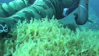 Documentario tecniche di Pesca Sub  Nei primi Quindici Metri sardegna 2011 [upl. by Soll869]