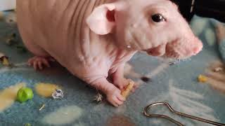 Hairless Rat Phil Eating [upl. by Darraj410]