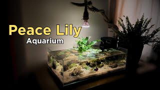 How To I made a Peace Lily Aquarium for my new Betta Fish No CO2 Aquascape Tutorial [upl. by Celik]