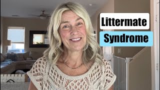 Littermate Syndrome and Potty Training puppy goldendoodlepuppy littermates [upl. by Stormi]