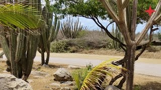 Aruba ABC Tour Jeep Safari [upl. by Wilden42]