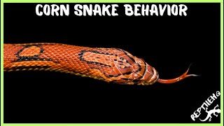 Corn snake behavior and temperament [upl. by Rasla]