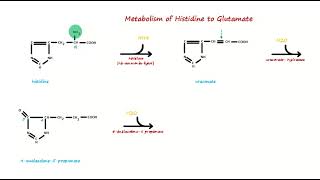 Metabolism of Histidine to Glutamate [upl. by Rillis]