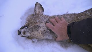 This is How a Lynx Kills  Deadly 60  Series 2  BBC Earth [upl. by Trudey423]