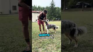 Tutorial per Insegnare al Cane a Mettere la Pettorina [upl. by Iohk]