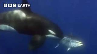 Amazing Orca Moments  BBC Earth [upl. by Nahshunn894]