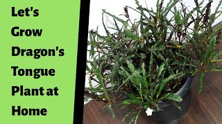 How to Propagate Dragons Tongue Plant  Easy amp Best Method to Grow Hemigraphis Repanda Plant [upl. by Alrahs]