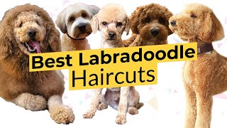 Best Labradoodle Haircuts 🐶 Puppy Cut 🐶 Teddy Bear Cut 🐶 Lamb Cut 🐶 [upl. by Nart139]