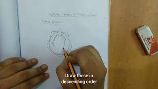 How to draw floral diagram of Clitoria ternatea and Pisum sativum [upl. by Neryt854]