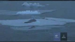 Orcas Attack a Crabeater Seal in Antarctica [upl. by Ahseiyn]