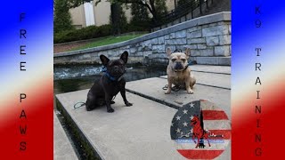 Fredo amp Willow  French Bulldog  Littermate syndrome  stubborn [upl. by Irrak]