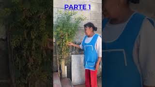 Planta Ruda Medicinal parte 1 [upl. by Atnuhs113]