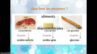 La transformation des aliments en nutriments [upl. by Yknip258]