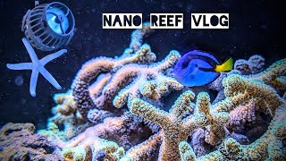 Nano Reef Vlog  New in tank 🥳 [upl. by Rowell]