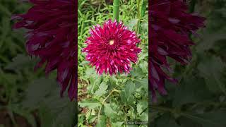 ダリアの花「乱れ髪」／DAHLIA FLOWER quotMidaregamiquot [upl. by Ramar528]