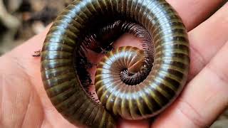 I Caught A Largest Millipede In Asia Explore And Catch Mountain Creatures Millipedes And Larvae [upl. by Gersham]