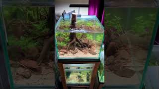 Indian biotopeaquarium for biotope aquarium contest 2024 [upl. by Lopez]