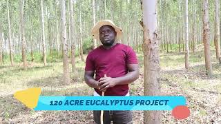 Tree farming Eucalyptus treesGU8variety [upl. by Rania]