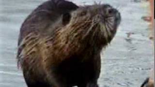 Nutria Rat [upl. by Terris]