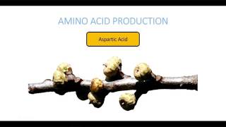 Amino Acid Production [upl. by Gilder]