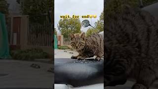 Dange  🥵🥵🙀Cat shortsvideos ytstudieo ytshorts catlover animalshorts [upl. by Anitnoc]