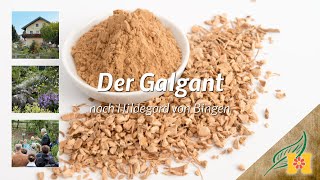 Der Galgant bei Hildegard von Bingen [upl. by Treat]