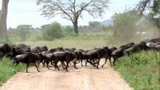 Wildebeest stampede in the Serengeti [upl. by Annuahsal]