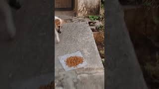 Fed puppies which are separate from mom 🐕🍚🐕 puppy shorts [upl. by Primalia]