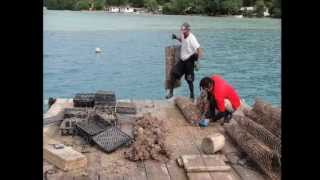 大溪地威瑪珍珠養殖埸 Vaima Pearl Farm in Tahiti [upl. by Zerdna452]