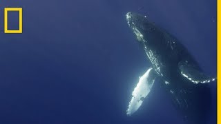 Le chant de la baleine à bosse [upl. by Shulins]