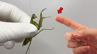 The Shocking Secrets of the Praying Mantis Praying Mantises Are Similar to Cockroaches [upl. by Chadbourne]