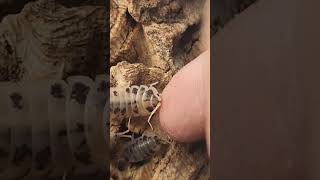 When isopods attack  fish flakes on finger VS dairy cow isopods [upl. by Oribelle]