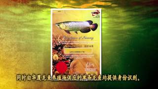 Wah Seah Arowana Breeding Farm 华厦龙鱼繁殖场 [upl. by Anned]