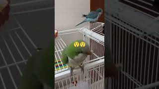 Jasper green monk parrot greenmonkparrot bluemonkparrot rap music hiphop birds [upl. by Tymes576]